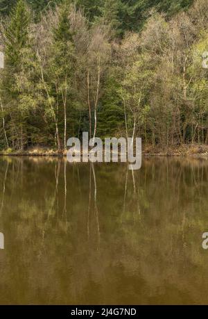 Speech House Lake, Forest of Dean, Gloucestershire. Stock Photo