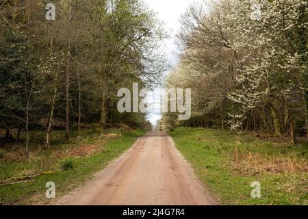 Speech House Lake, Forest of Dean, Gloucestershire. Stock Photo