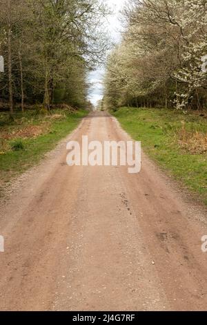 Speech House Lake, Forest of Dean, Gloucestershire. Stock Photo