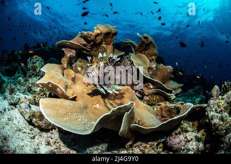 Reef scenery Stock Photo