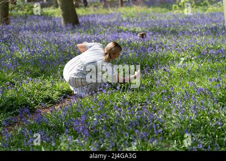 Visitors to Wanstead Park in north east London walk amongst this year's bluebells. Good Friday is set to be the hottest day of the year so far, experts have predicted, ahead of 'very pleasant' spring conditions over the Easter weekend. Picture date: Friday April 15, 2022. Stock Photo