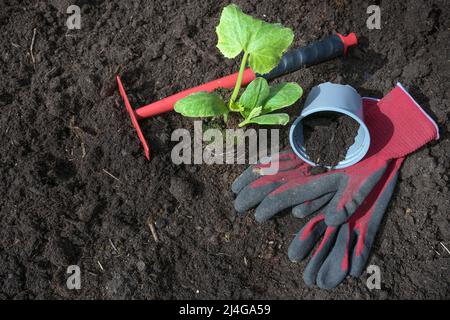 Zucchini seedling, plat pot, red rake and gardening gloves on dark fertile soil, planting the vegetable garden for the kitchen in spring, copy space, Stock Photo