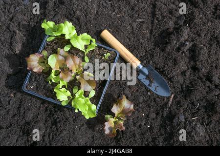 Lettuce seedlings and a small shovel on the dark fertile compost soil, ready for planting in the vegetable garden for the kitchen, copy space, high an Stock Photo