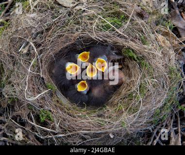 European Robin, Erithacus rubecula, six altricial chicks display feeding reflex with open gape and gape flange in nest, London, British Isles