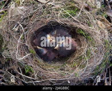 European Robin, Erithacus rubecula, six altricial chicks in nest, London, United Kingdom, British Isles