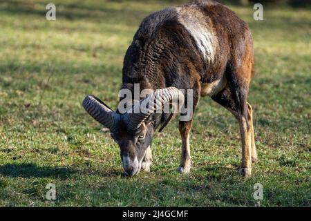 Wild mufflon eating some grass with massive horns  Stock Photo
