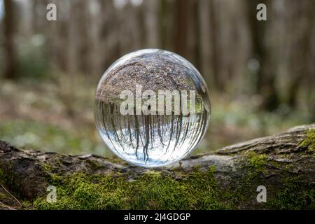 beautiful woodland scene reflected upside down in a crystal ball balanced on moss on a tree trunk Stock Photo