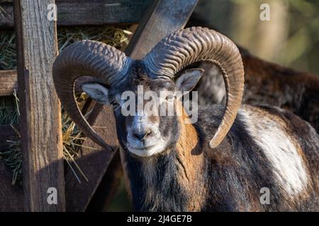 Wild mufflon looking into the camera with massive horns Stock Photo