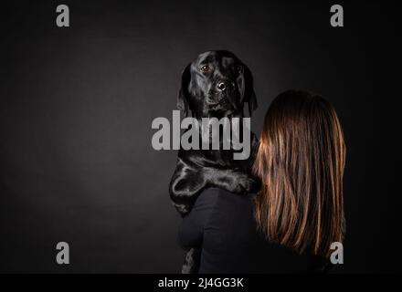 A girl holds a Labrador Retriever dog in her arms. Taken close-up in a photo Studio, on a black background. Stock Photo