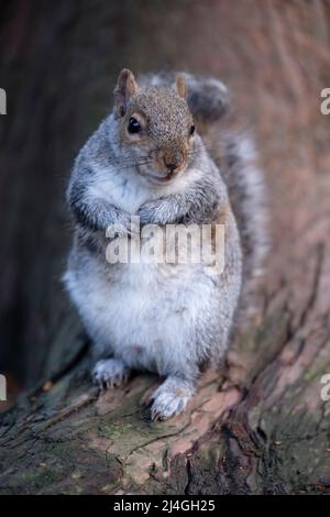 Tame grey squirrel in Pannett Park, Whitby, Yorkshire, england Stock Photo