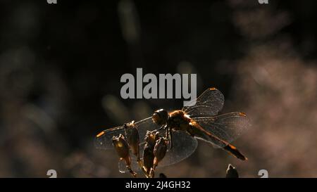 Beautiful dragonfly sitting on the top of a dead branch with soft bokeh background. Creative. An insect in the summer field, close up. Stock Photo