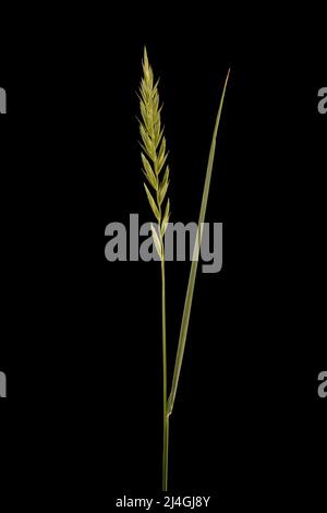 Common Couch (Elymus repens). Inflorescence Closeup Stock Photo