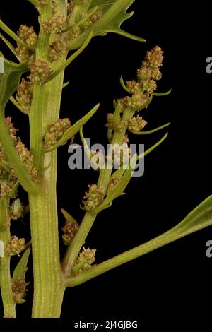 Oak-Leaved Goosefoot (Oxybasis glauca). Inflorescence Detail Closeup Stock Photo