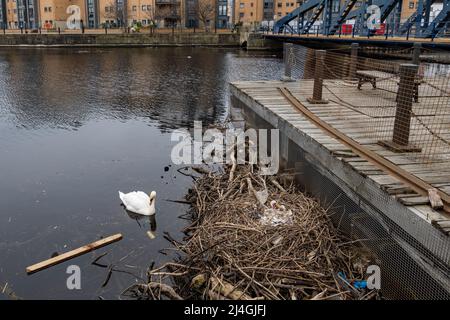 Female mute swan (Cygnus olor) with nest made from debris in river, Water of Leith, Edinburgh, Scotland, UK Stock Photo