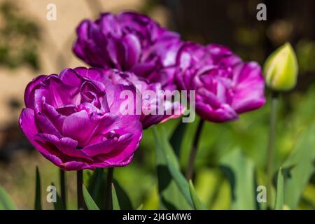 Tulip 'Blue Diamond' Tulipa Stock Photo