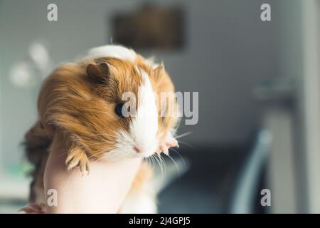 Sheltie guinea pig in a hand pet concept. High quality photo Stock Photo