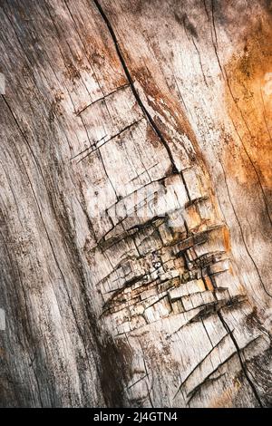 background or texture An old tree trunk without bark cut out Stock Photo