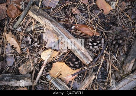 A Close-up shot of dried branches, dried pine needles, pine cones  and leaves on the forest floor. Stock Photo