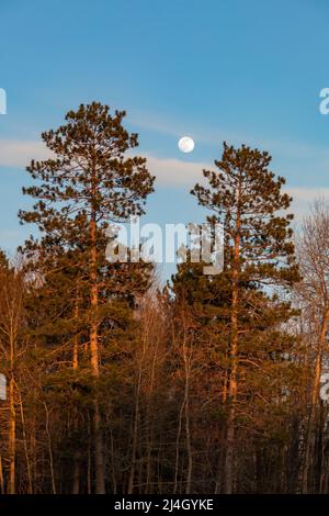 Red Pines, Pinus resinosa, and a full moon in central Michigan, USA Stock Photo