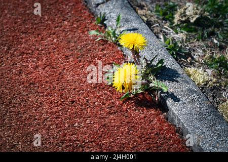 nature background yellow dandelion flowers on the edge of the sidewalk Stock Photo