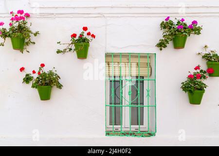 Isolated windows and door green  painted ornate with green flowerpot and flowers different coloured. White wall. Stock Photo