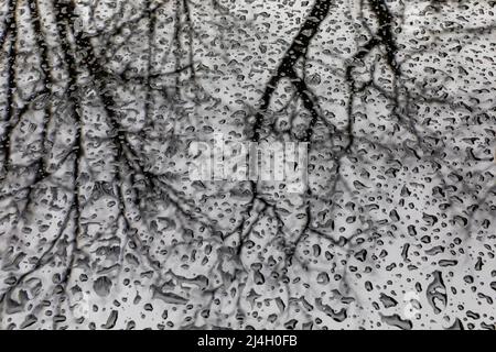 Water drops and reflections on a car hood in Michigan, USA Stock Photo