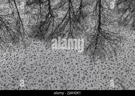Water drops and reflections on a car hood in Michigan, USA Stock Photo