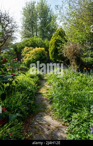 Unkempt, neglected, overgrown, secluded cottage garden with crazy paving path, cherry blossom tree, shrubs, flowers and greenery. Stock Photo