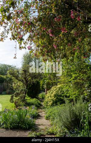 Unkempt, neglected, overgrown, secluded cottage garden with crazy paving path, cherry blossom tree, shrubs, flowers and greenery. Stock Photo