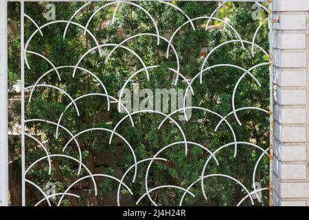 Green Taxus cuspidata, the Japanese yew or spreading yew behind the old vintage iron lattice fence with rust and chipped white paint Stock Photo