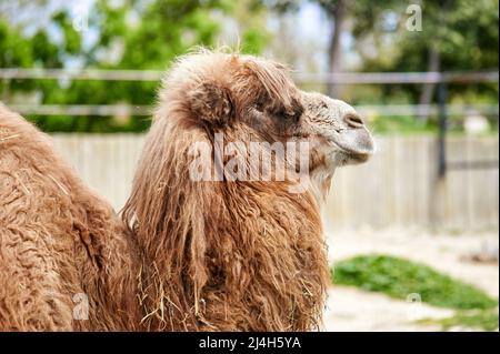Bactrian camel or Asiatic camel with a lot of fur seen in profile Stock Photo