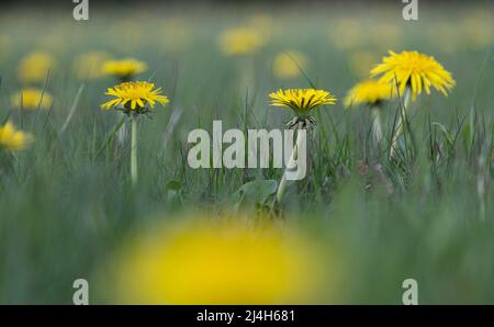 First of the common Dandelion flowers flowering in Spring in a meadow, Worcestershire, England. Stock Photo