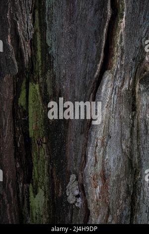 a abstract wooden background with moss, grey, green and blue color Stock Photo