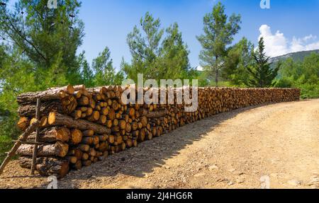 Freshly cut and stacked natura wooden logs. Forest background. Stock Photo