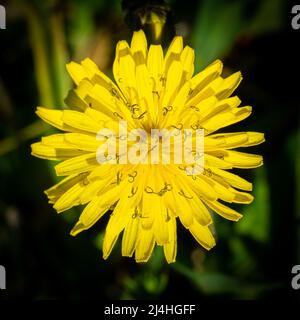Yellow Dandelion (Taraxacum) flower isolated on green background. Beauty in nature. Stock Photo