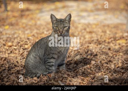 Striped gray cat sitting outdoors on fallen leaves with copy space. Stock Photo