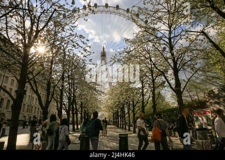 London, UK. 15th Apr, 2022. The trees leading up to tourist attraction The London Eye are in full bloom with pretty white flowers on a day of mostly wam sunshine and blue skies in the capital. Credit: Imageplotter/Alamy Live News Stock Photo