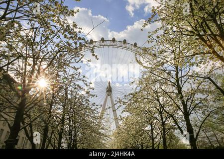 London, UK. 15th Apr, 2022. The trees leading up to tourist attraction The London Eye are in full bloom with pretty white flowers on a day of mostly wam sunshine and blue skies in the capital. Credit: Imageplotter/Alamy Live News Stock Photo