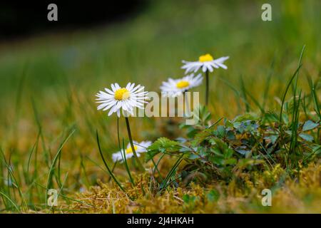 Lawn daisy (Bellis perennis), also common daisy or English daisy, a lawn weed, flowering in early spring in a garden in Surrey, south-east England Stock Photo