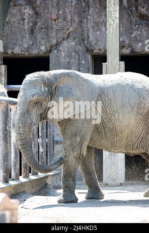 I took a picture of an elephant bathing in a zoo. Stock Photo