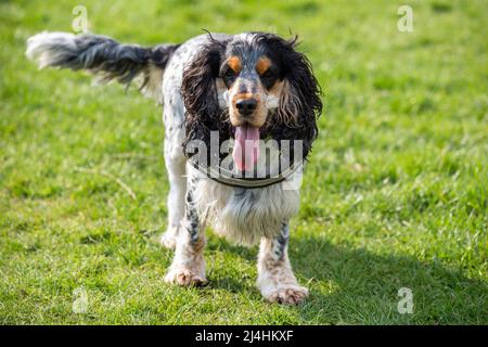 Photographer's own beautiful 4 year old tricolour Cocker Spaniel dog playing with a ball on grass on a sunny day Stock Photo