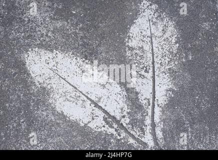 Two leafs pattern etched on gray cement Stock Photo