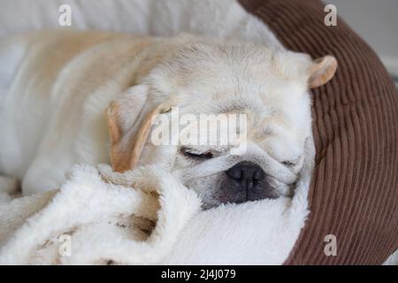 Cutest pug in his bed at home close up. Stock Photo