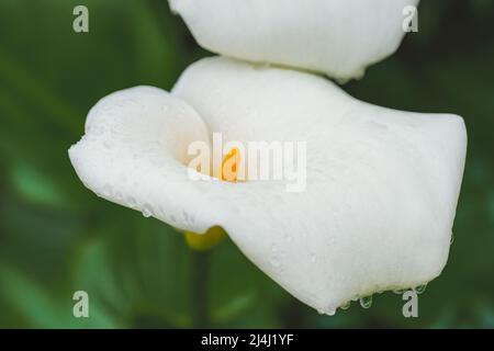Calla Lily flowers with drops of water after rain, and dark green leaves backgroud Stock Photo