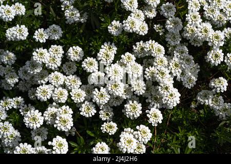 A planting of candy tuft, Iberis Sempervirens, in flower. Botanical garden kit, Karlsruhe, Germany, Europe Stock Photo