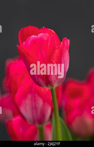 Closeup of flower of Tulipa 'Lady van Eijk' in a garden in Spring Stock Photo