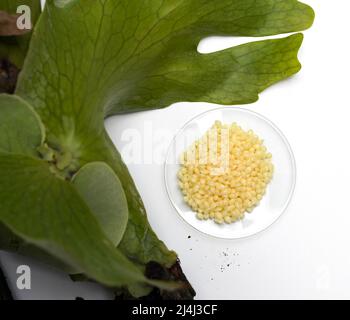 Candelilla Wax in Chemical Watch Glass place near Platycerium stemaria ferns on white table. Top view Stock Photo