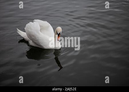 White big male swan swimming on quiet waters Stock Photo