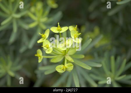 Flora of Gran Canaria -  small green yellow flowers of Euphorbia regis-jubae,  King Juba's Euphorbia, spurge native to Canary Islands Stock Photo