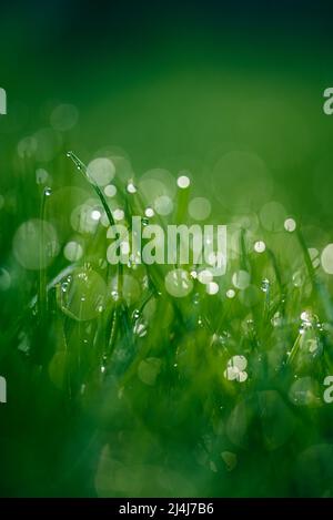 Bokeh green background Stock Photo